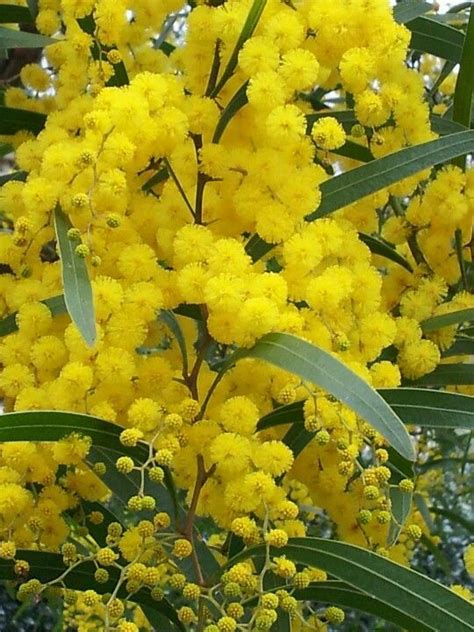 Maybe you would like to learn more about one of these? Australian flowers, Australian native flowers, Australian ...