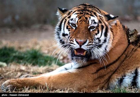Siberian Tiger Returns To Zoo After Quarantine Photos