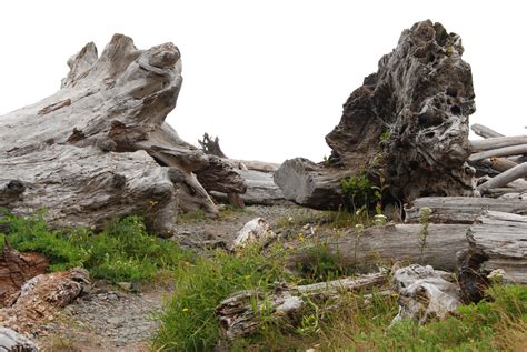 Free Images Landscape Driftwood Sea Tree Water Nature Rock
