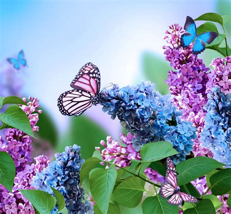 Butterflies And Spring Wallpapers Wallpaper Cave