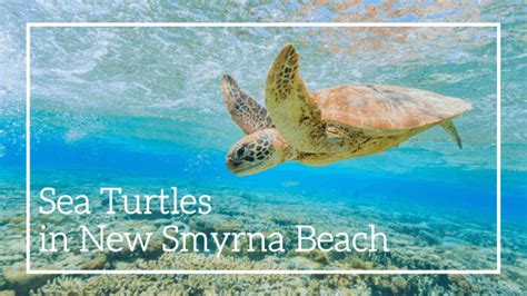 The average mosquito flies at about 1.5 miles per hour, and will not go far away from the area that they were hatched. New Smyrna Beach Sea Turtles | Marine Wildlife in NSB | GOC