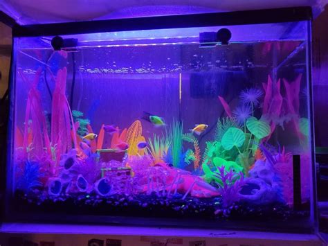 Glofish Tank Cool Fish Tanks Glow Fish Glofish