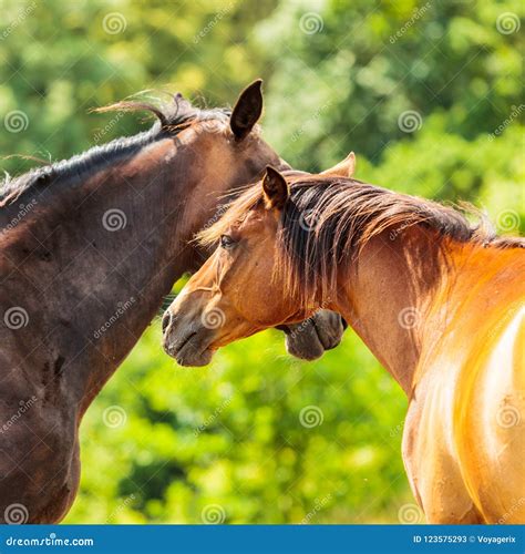 Two Brown Wild Horses On Meadow Field Stock Image Image Of Wild