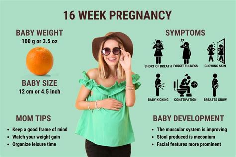 16 Weeks Pregnant Symptoms Ultrasound And Baby Development