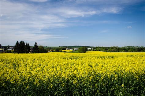 Cows grazing in a field. Yellow Fields and a free download