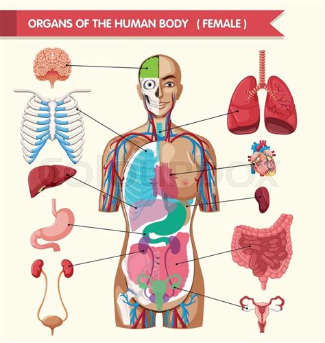 Organs Of The Human Body Diagram Stock Vector Colourbox