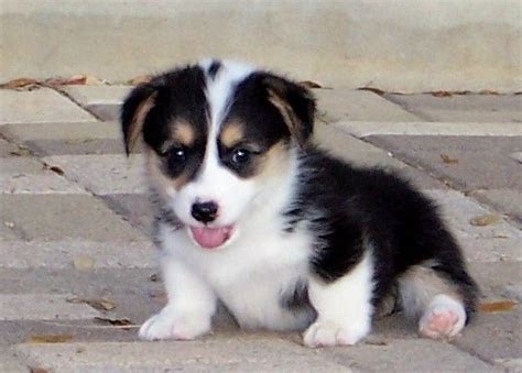 The approximate wait time for a puppy is five to six months after you submit the $100 deposit for the paid waiting list. Cardigan Welsh Corgi Puppies Texas | PETSIDI