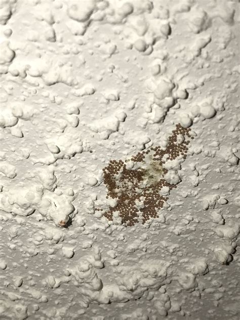 Insect Eggs On My Ceiling Sw Ontario Canada Whatisthis