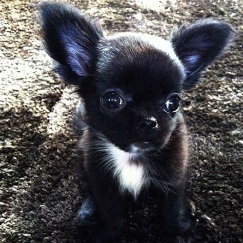 Chihuahua Black And White Small Dog Pets Lovers