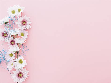 Pink Flower Ppt Template Best Flower Site