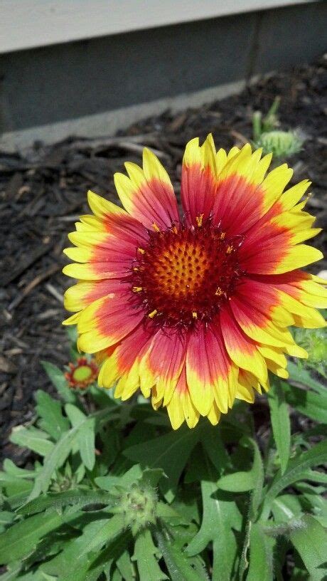 The flowers on this evergreen shrub can be white, yellow, or red, depending on the shrub's small white flowers lead to red berries that are popular among many bird species as well as coyotes and bears. Blanket flower (arizona sunburst) | Flowering shrubs ...
