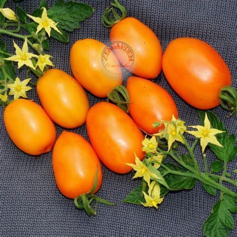 Turuncu Salkım Domates Tohumu Orange Banana Tomato Seeds 3917 Tl