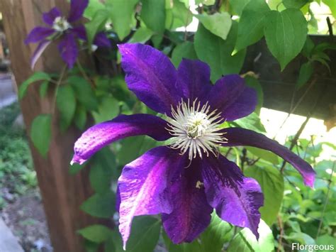 Top 23 Types Of Clematis Vines You Can Grow Florgeous