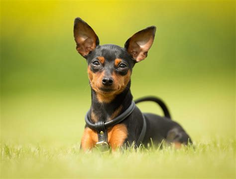 Does The Miniature Pinscher Have Respiratory Signs