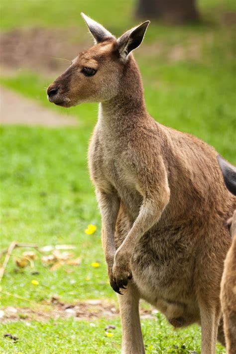Kangaroo Free Stock Photo Public Domain Pictures