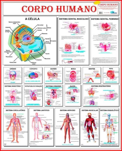 Mapa Sistema Do Corpo Humano 120 X 90 Cm R 1150 Em Mercado Livre