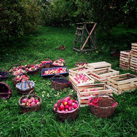 Check spelling or type a new query. Young Kazakh Entrepreneurs Seek to Save Aport Apple