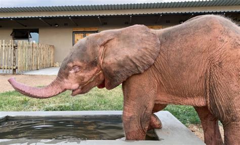 Extremely Rare Albino Elephant Calf Rescued After Being Trapped In