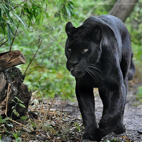 Pin By Paula Smith On Leopardsjaguars~black Beauty Black Jaguar