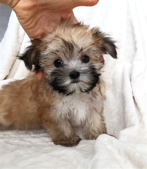 We have some little morkies that are available at this time, and have another litter due any day now. Tcup Morkie Puppy For sale california | iHeartTeacups