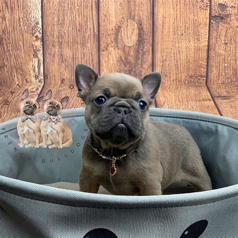 As an akc breeder of merit our puppies have been given the advantage of superior genetics and our comprehensive puppy imprint training program. Breeder | Waters Edge French Bulldogs | United States