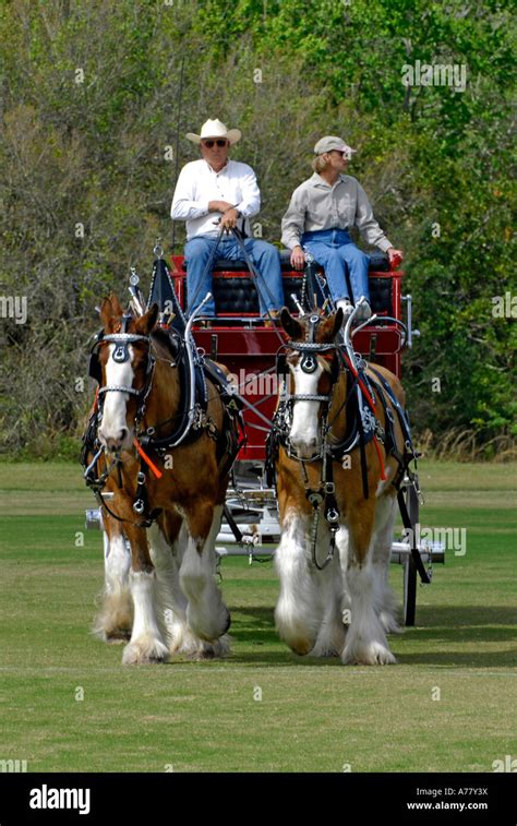 Team Teamwork Clydesdale Horse Horses Pull Pulling Wagon Equestrian Hi