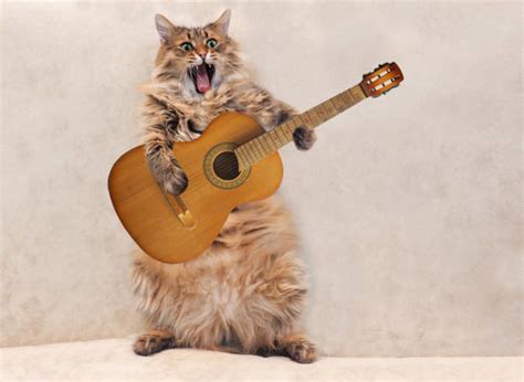 740 Cat Playing Guitar Stock Photos Pictures And Royalty Free Images