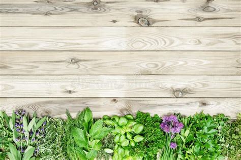 Fresh Kitchen Herbs Stock Photo Image Of Collection 32469412