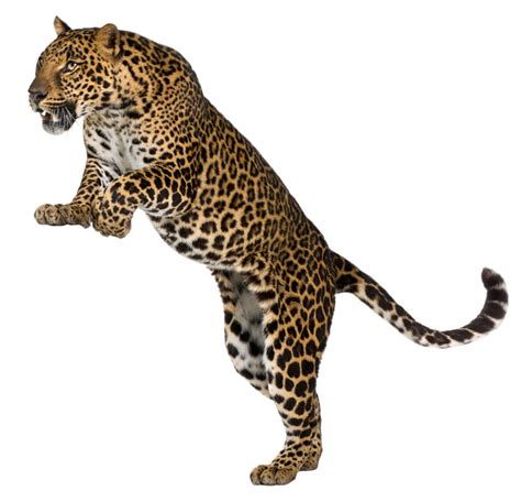Leopard Cheetah Felidae Wall Decal Leopards Png Download 800771
