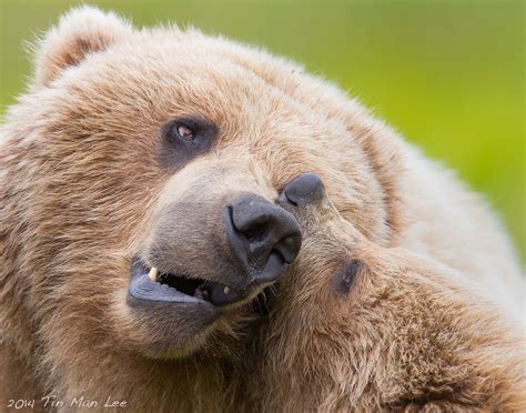 Special Bond Between Mama Bear And Cub Wildlife Photography Coaching