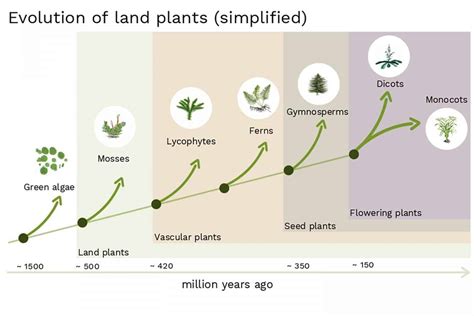 How Plants Evolved To Follow Gravity