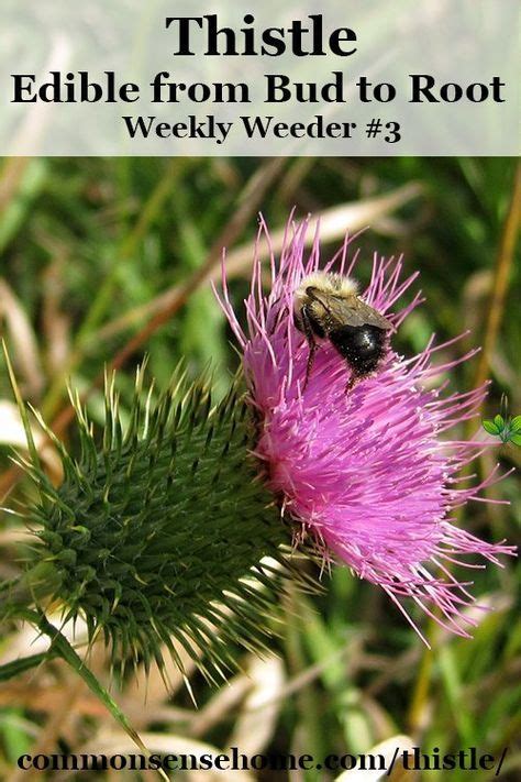 Weekly Weeder 3 Thistle Range And Identification Uses For Food And