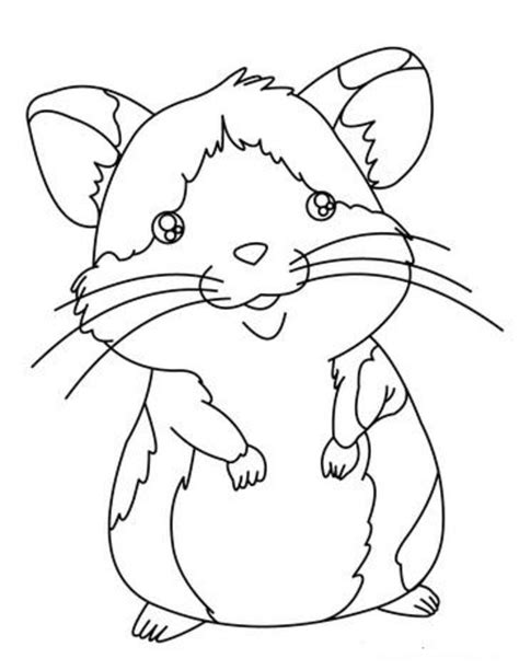 The hamster is part of the cricetinae. How to Get Your Hamster to Stop Hiding | HubPages