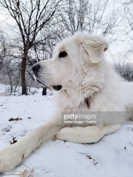 Great Pyrenees Snow Photos And Premium High Res Pictures Getty Images