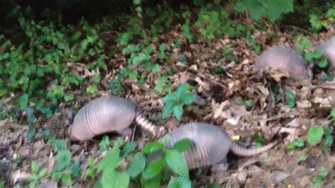 5 Adolescent Armadillos Hunting As A Team Last Third Of Long Img