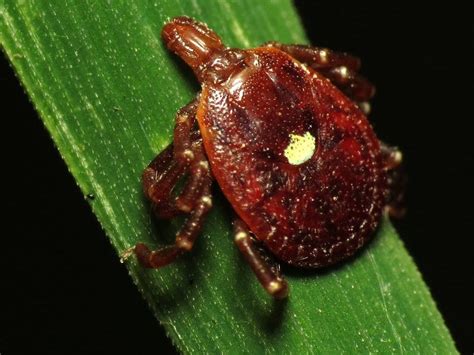 Lone Star Ticks Found Commonly In Tennessee Valley Raising Concerns Of