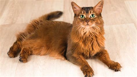 somali cat cat breeds