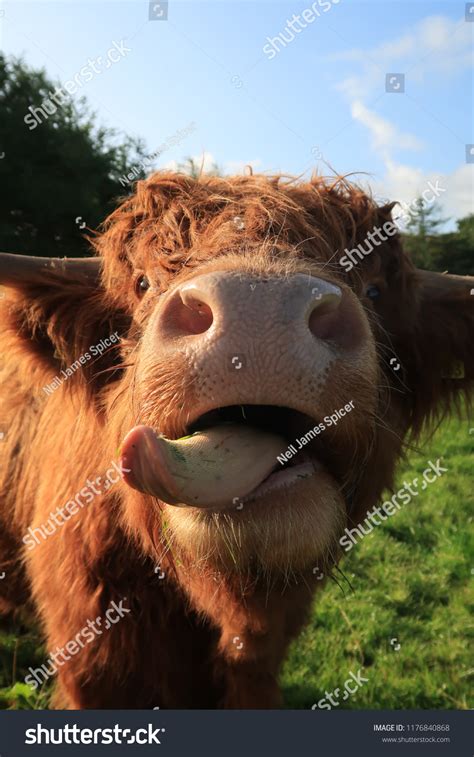 Cow Sticking Out Tongue Field Trees Stock Photo 1176840868 Shutterstock