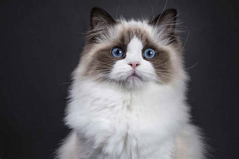 Fun Facts And Information About Ragdoll Cats Pet Friendly House