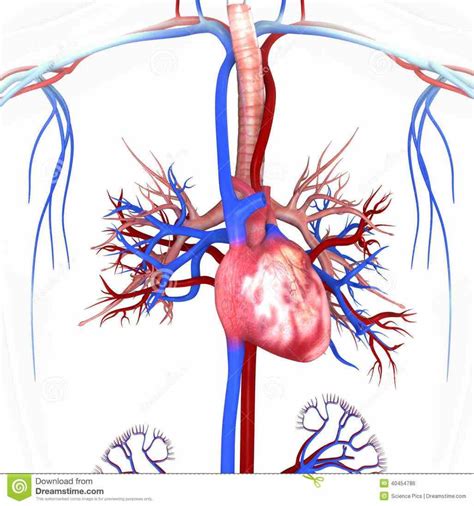 Human Arteries And Veins Of The Heart