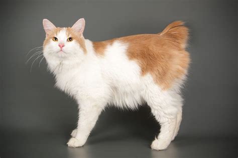 8 Cat Breeds With Short Tails With Pictures Test Cào Bài