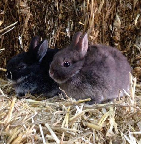 Hippity Hop Rabbit Stud Mini Lop Dwarf Lop And Netherland Dwarf Rabbit