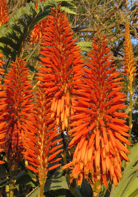 We did not find results for: Aloe Andy's Red is a vigorous and spectacular form of red ...