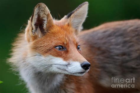 European Red Fox Photograph By Willi Rolfes Fine Art America