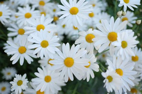 10 Worst Flowers For People With Allergies All Flowers Types Of