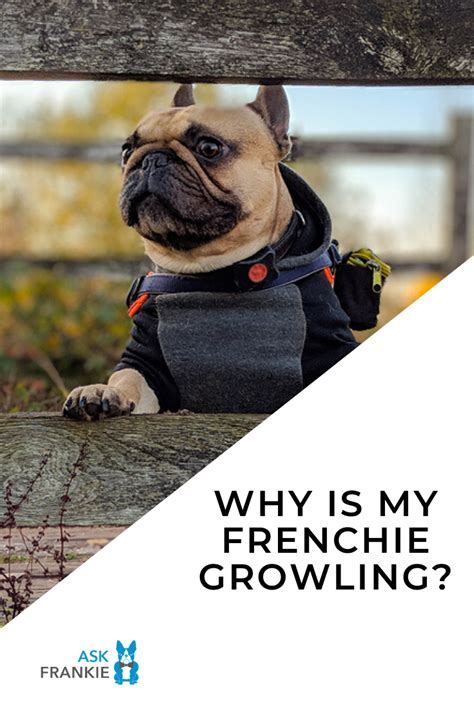 I have a miniature schnauzer and her ears do stand up. French Bulldog Growling - Pinterest - Ask Frankie