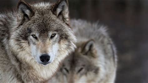 Number Of Gray Wolves In Washington State Continues To Grow