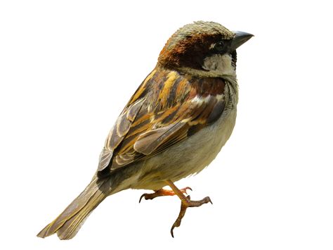 House Sparrow Png Clipart Png Mart