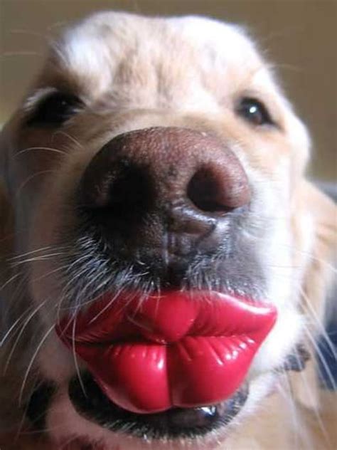 Source(google.com.pk) celebrities are always telling us that fame has its downsides, lurid gossip being one of them. Funny animal moments