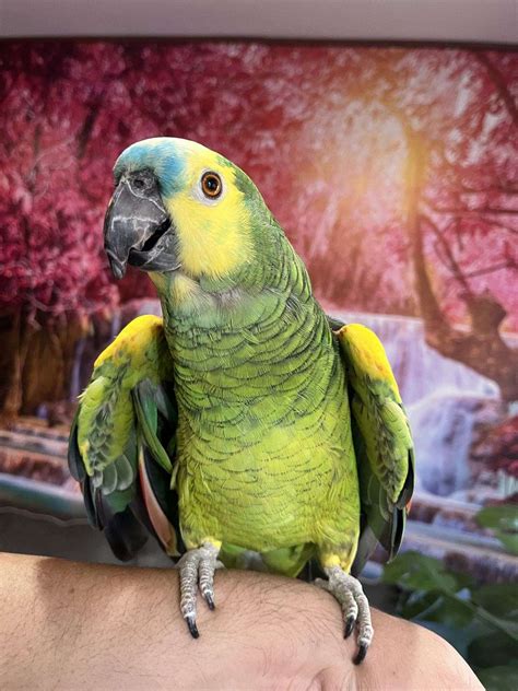 Beautiful Male Blue Front Amazon Parrot